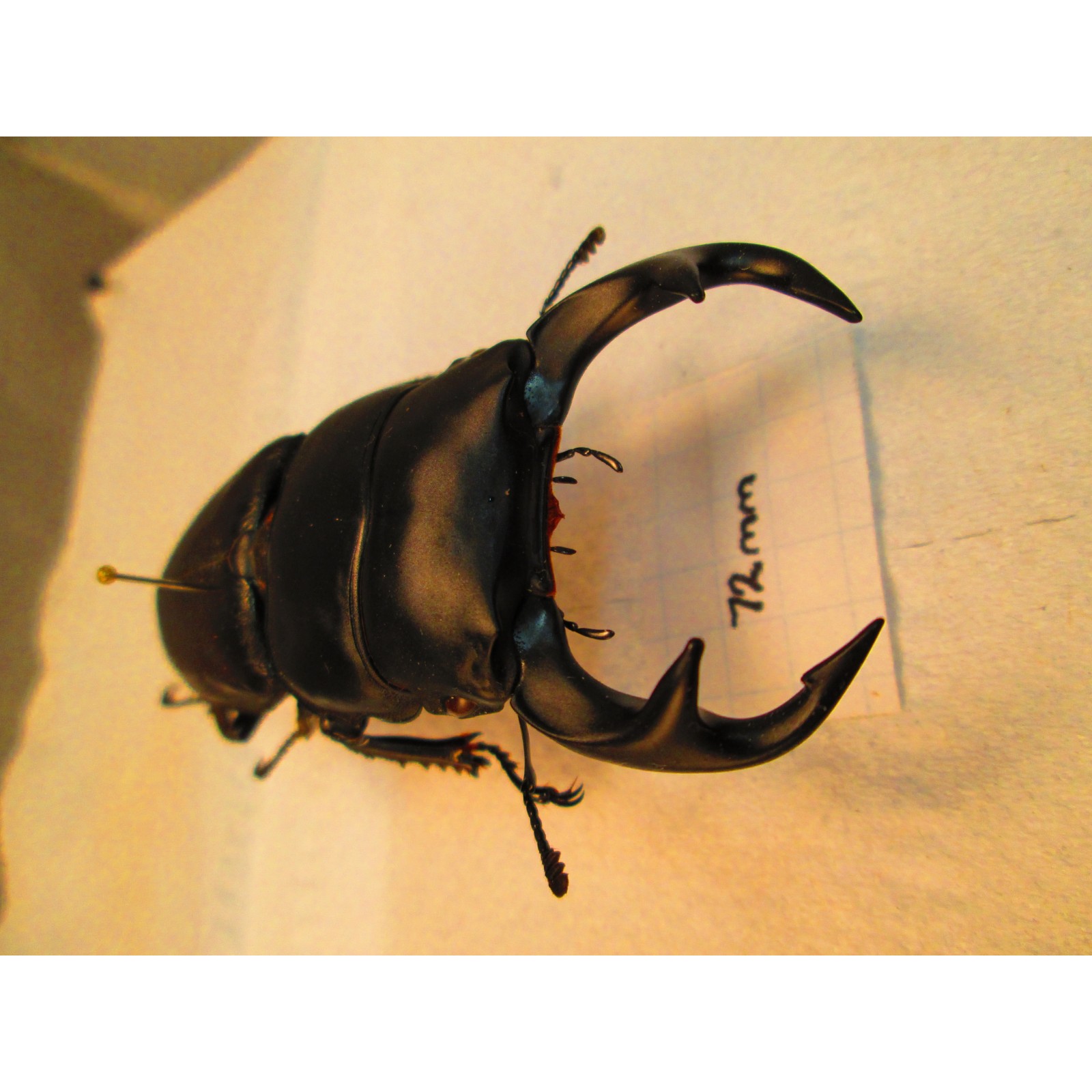 Wild, 72mm curvidens curvidens, A1, No.C9 Dorcus Categories