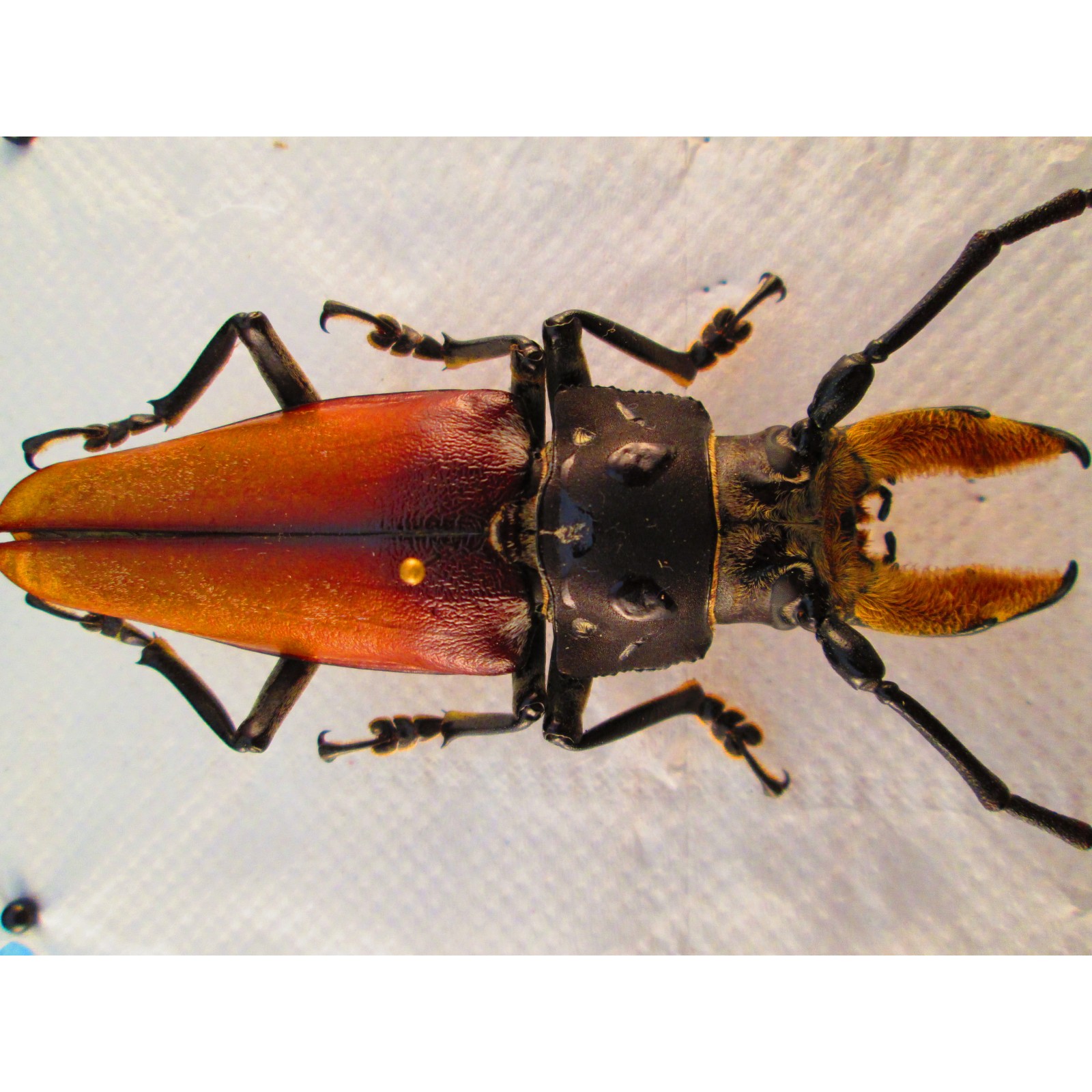 Wild 94mm Callipogon barbatus, Taxidermy, A2