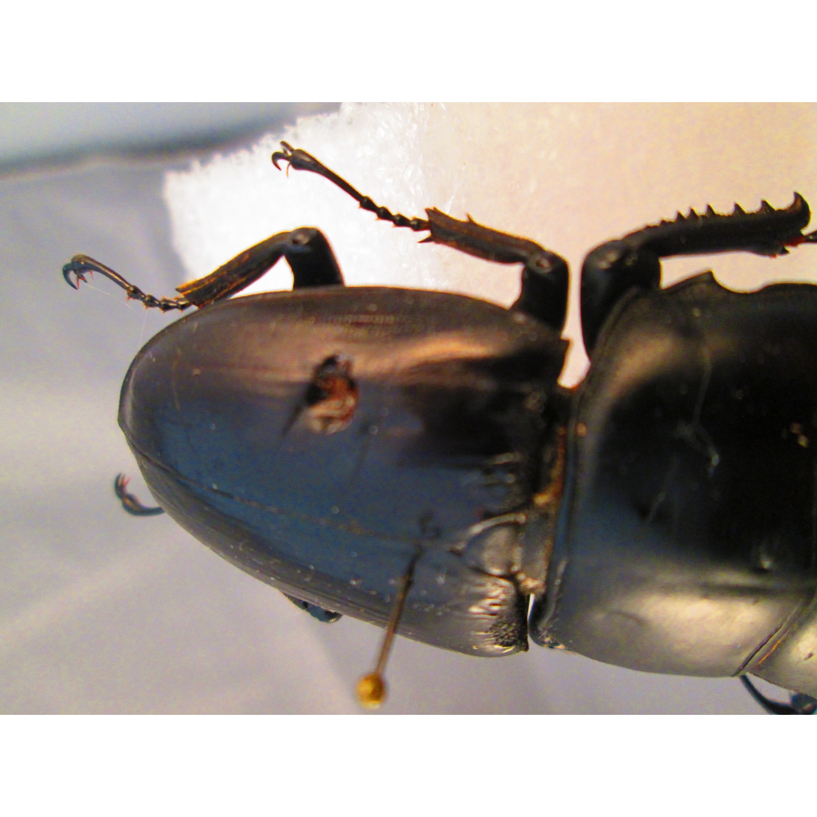 Wild, 72mm curvidens curvidens, A/A2, Taxidermy Dorcus Categories