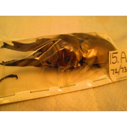 72/73mm Allotopus moellenkampi moseri, A-, No.15
