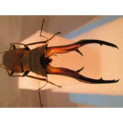 81.5mm Deformed imperator (mandibles), A-