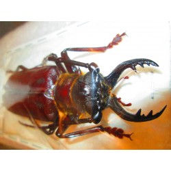 93mm Acanthophorus serraticornis, A-