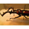 The True Stag Beetle