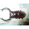 Wild 63mm Rhaetulus speciosus, A1, No.RS9