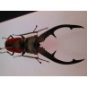 Cyclommatus tarandus