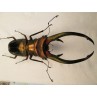 97mm Cyclommatus elaphus