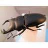 80.5mm grandis, A2, taxidermy