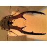 81.5mm Deformed imperator (mandibles), A-