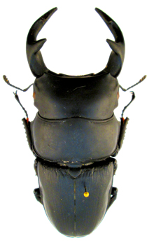 Dorcus