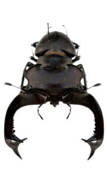 Lucanus